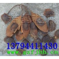 降香黃檀種子 降香黃檀種植技術(shù) 降香黃檀苗