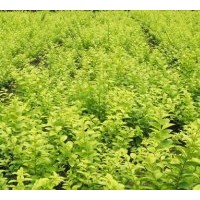 供金葉女貞 櫸樹(shù)、樸樹(shù)、銀杏樹(shù)、1-20公分法桐、高桿女貞