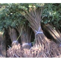 供應(yīng)：紫穗槐 刺槐 規(guī)格為地徑0.3-0.4公分，0.5-1公分