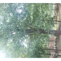 銀杏苗木基地現(xiàn)在急售15公分銀杏實生樹。樹形一般，上車