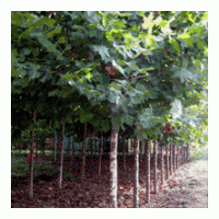 山東法桐 速生法桐 造型法桐樹 法桐小苗