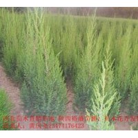 供應(yīng)刺柏