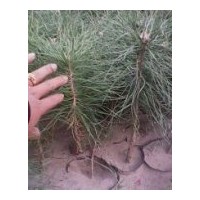 供應(yīng)大量樟子松苗營養(yǎng)缽苗1-3年的，油松苗1-2年的等等.....