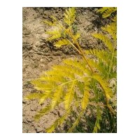 供應(yīng)金葉皂莢