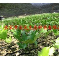 供應(yīng)紅豆樹(shù)苗