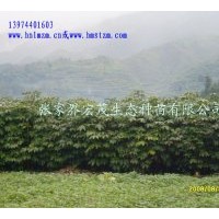 供應(yīng)七葉樹(shù)苗