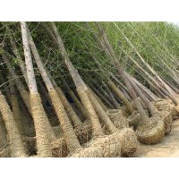 長期供應銀杏樹