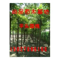 低價(jià)供應(yīng)國(guó)槐、金枝槐等綠化苗木