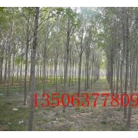 供應白蠟10公分白蠟12公分白蠟15公分白蠟 速生白蠟小苗