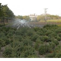 出售樟子松容器袋苗、云杉大苗、