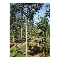 低價供應(yīng)1-40公分毛白楊 可裸根 可帶球