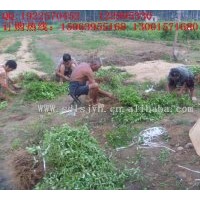 供應山東原產地大毛花金銀花苗