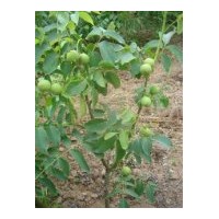 供應(yīng)香玲核桃苗，8518核桃苗，遼河核桃苗