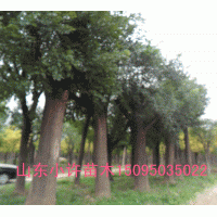 斷桿國(guó)槐供應(yīng)