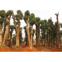 供應(yīng)30公分移栽香樟