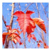 供應(yīng)耐寒樹種，耐寒彩葉樹，茶條樹