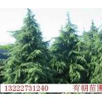 供應(yīng)南京雪松，蜀檜，廣玉蘭，桂花，女貞，馬褂木