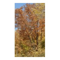 出售 柳樹(shù)云杉 銀中楊 五角楓蒙古櫟 白樺