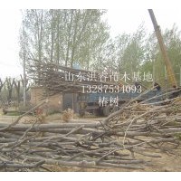 現(xiàn)貨供應(yīng)千頭椿8-30公分3500棵