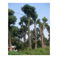 長(zhǎng)期大量供應(yīng)移植截桿香樟、骨架香樟，多桿香樟等大型綠化苗木