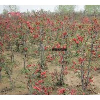 供應長壽樂海棠、木瓜海棠、北美海棠、西府海棠、世界一海棠