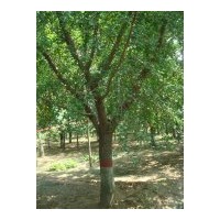 銀杏樹最新價(jià)格，萬豐銀杏價(jià)格，銀杏實(shí)生樹價(jià)格，嫁接樹價(jià)格