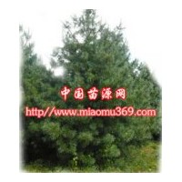 綠化苗木樟子松陜西苗木行情