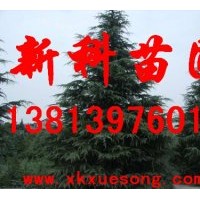 南京雪松 2米雪松價格30元，實時樹苗價格根據(jù)時間季節(jié)