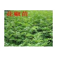 2011年最新花椒苗行情 花椒苗定植 花椒苗移栽 花椒苗繁育技術(shù)