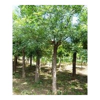 供應山東巨野國槐 法桐 合歡