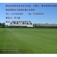 湖南草坪規(guī)格 湖南草坪行情 湖南草坪價(jià)格