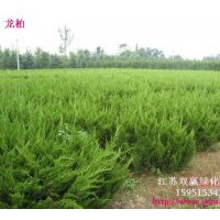 主營產(chǎn)品：小葉黃楊、大葉黃楊、金邊黃楊、法青、金葉女貞、紅葉