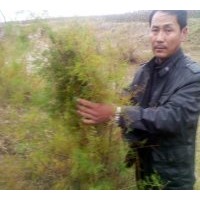 供應(yīng)速生白蠟苗