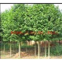 行道樹(shù):杜英,桂花,樂(lè)昌含笑,香樟,欒樹(shù),移栽楊梅,深山含笑等苗木