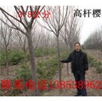 櫻花*高桿櫻花*3-10公分櫻花