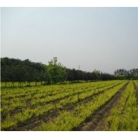 供應(yīng)大量金葉榆，叢生，5-10 cm，金葉國槐