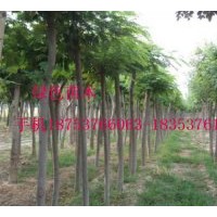 國槐、法桐8公分-60公分最新報價