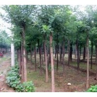 大量國(guó)槐、法桐、合歡、白蠟價(jià)格表