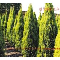 彩色金冠柏，藍冰柏，藍劍柏，銀邊海桐