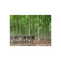 速生楊基地低價出售速生楊5-10公分