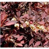 供應(yīng)紅葉小檗，金葉女貞，金森女貞