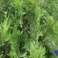 大量供應(yīng)側(cè)柏苗