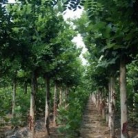 供應(yīng)1-20cm法桐，法桐扦插條，法桐小苗，造型法桐