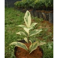 銷售-金邊彩葉桂花