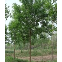 山東濱州供應(yīng)10公分白蠟