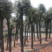 供應(yīng)喬木香樟樹(shù)、桂花樹(shù)、紅葉石楠、杜英樹(shù)、欒樹(shù)