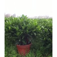 非洲茉莉大量供應(yīng)