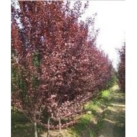 紫葉李彩色苗木