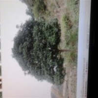 出售楊梅，香樟，桂花