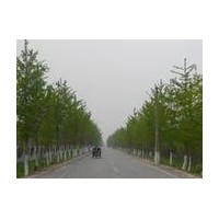 本苗圃供應(yīng)銀杏樹1-80公分銀杏種包成活